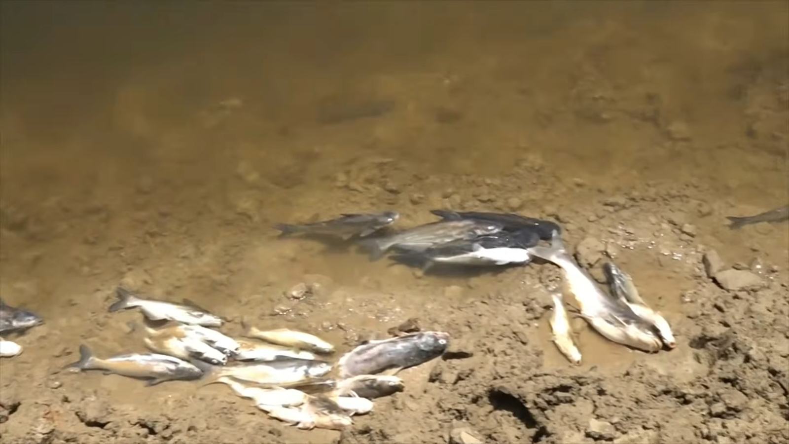 Environmental disaster - fish kill in river