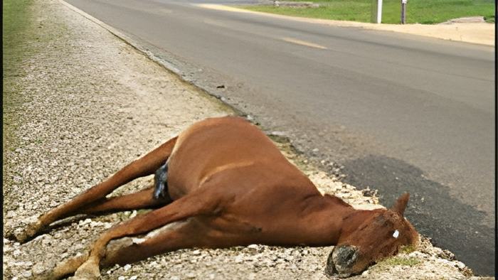 horse15.5.17a.jpg