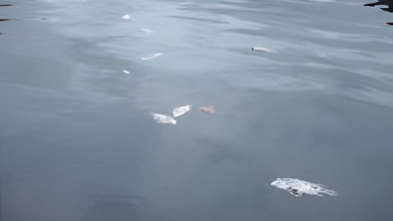 060710b.jpg