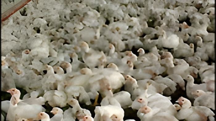 chicken28.6.jpg