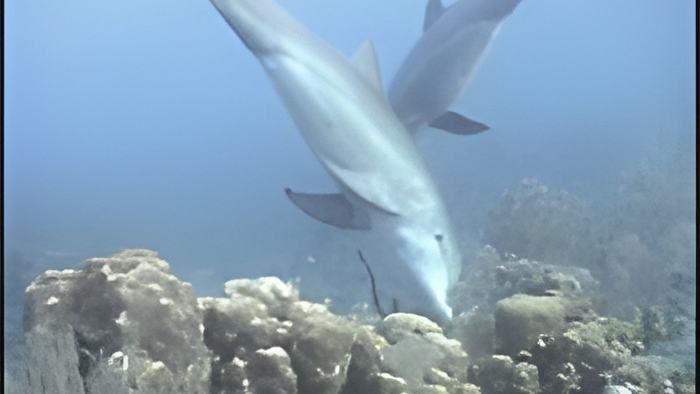 dolphinsmay8.13.jpg