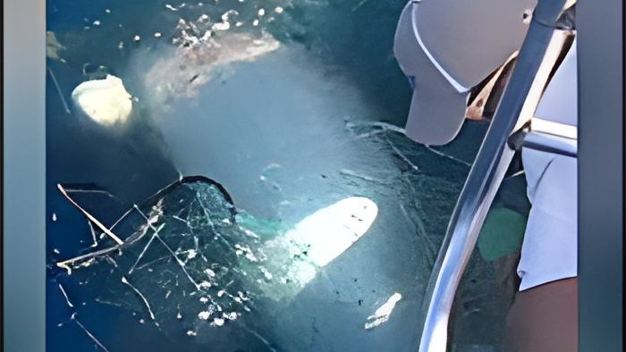 shark8.9.17.jpg