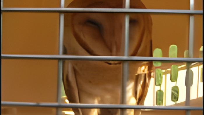 owl.july.23.2014b.jpg