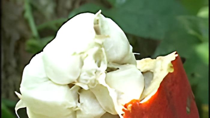 cocoa23.6.15.jpg