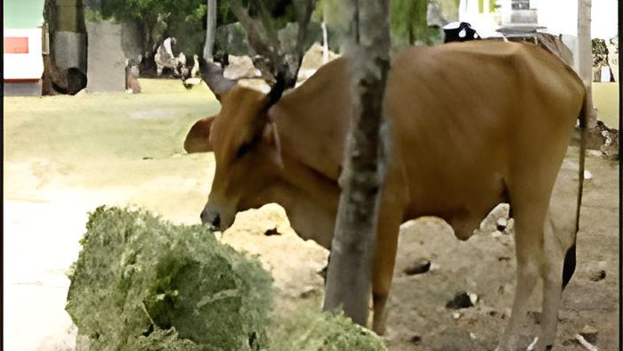 cow24.5.jpg