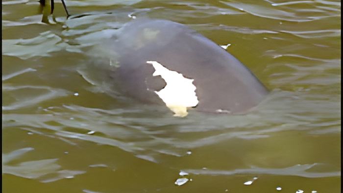 manatee23.8.jpg