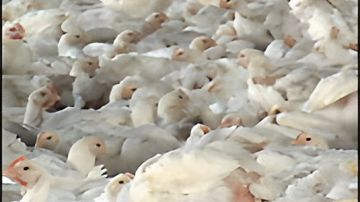 poultry3.7.12.jpg