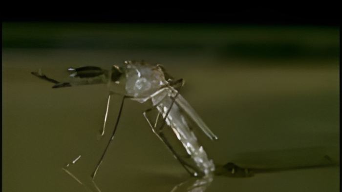 mosquito1.june5.13.jpg