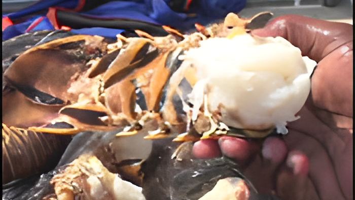 lobster.may15.13.jpg