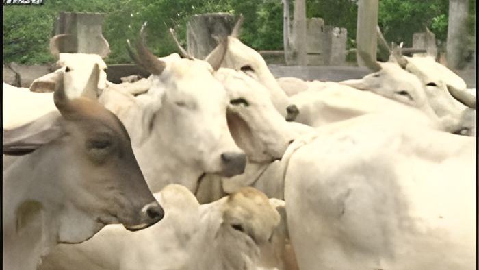 cattleexportation.8.18.jpg