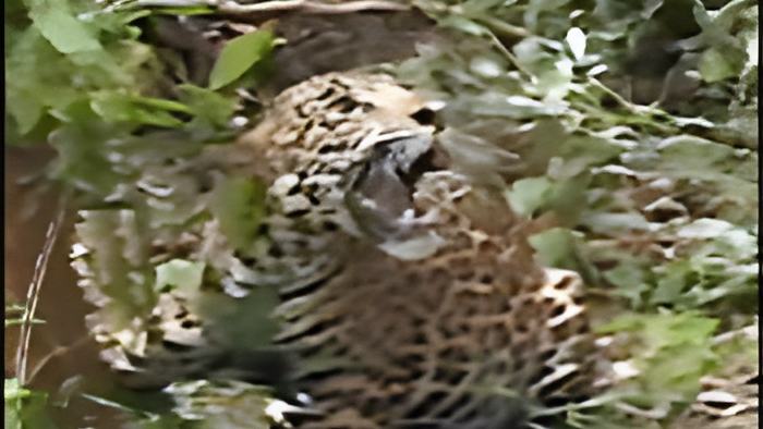 fosterjaguar.jpg