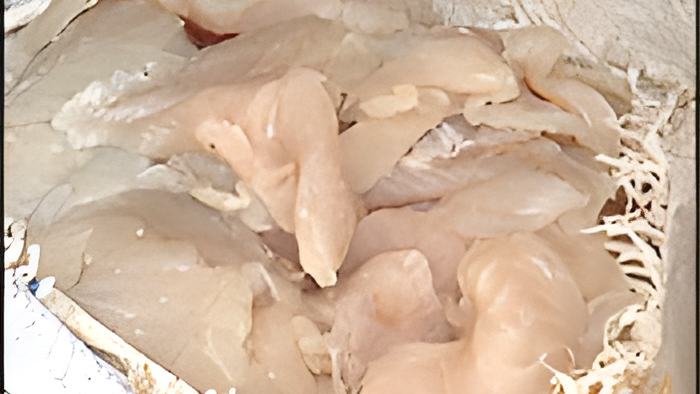 fish28.3.17b.jpg