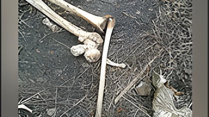 bones30.10.17.jpg