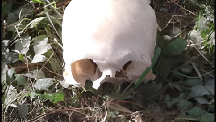 skull.feb22.19.jpg