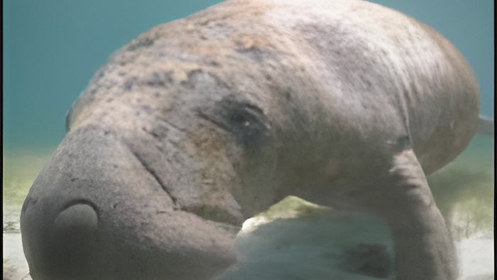 manatee.may10.13.jpg