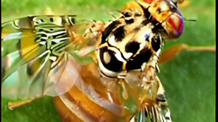 7news6.10.22medfly1.jpg