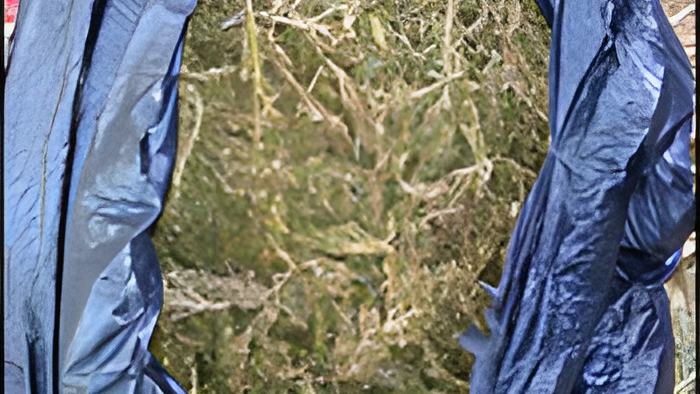 weed26.1.16b.jpg