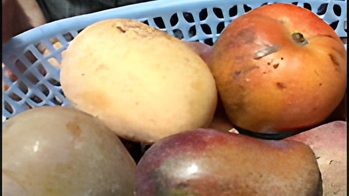 mangoes6.5.jpg