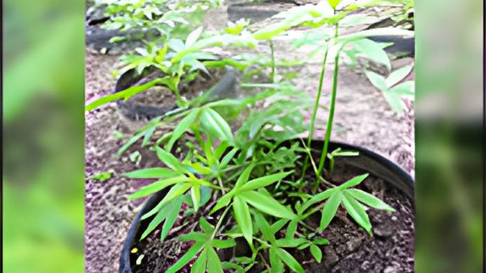 weed18.12.15.jpg