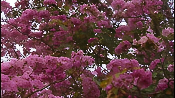mayflower.april29.2016.jpg