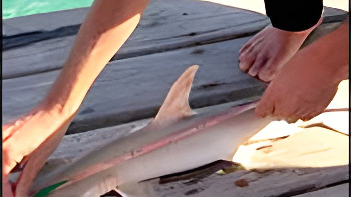 shark7.2.17.jpg