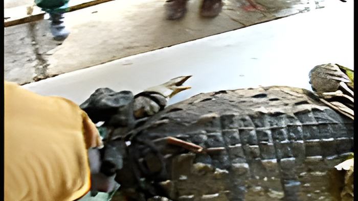 croc23.9.13.jpg