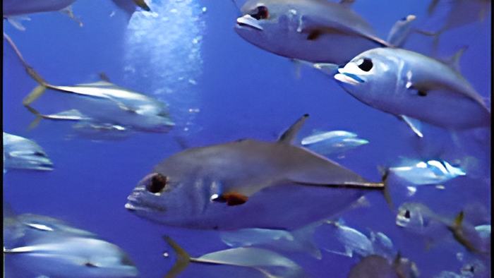 reefbea1.jpg