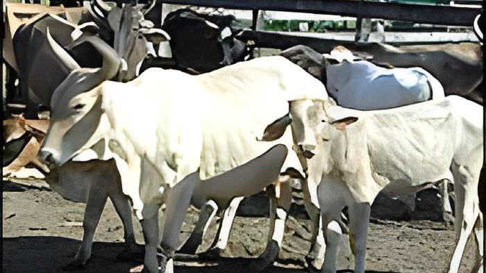 cattle6.8.15.jpg