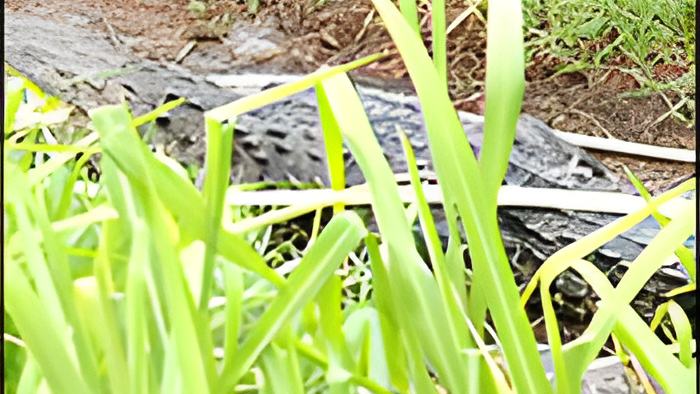 croc19.10.15.jpg
