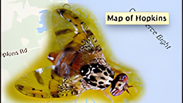 medfly21.7.15.jpg