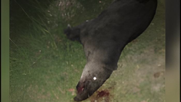 tapir.aug7.19.jpg