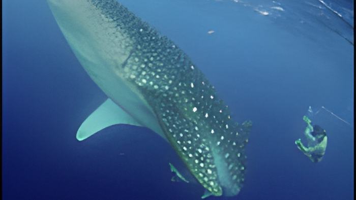 shark26.2.15.jpg